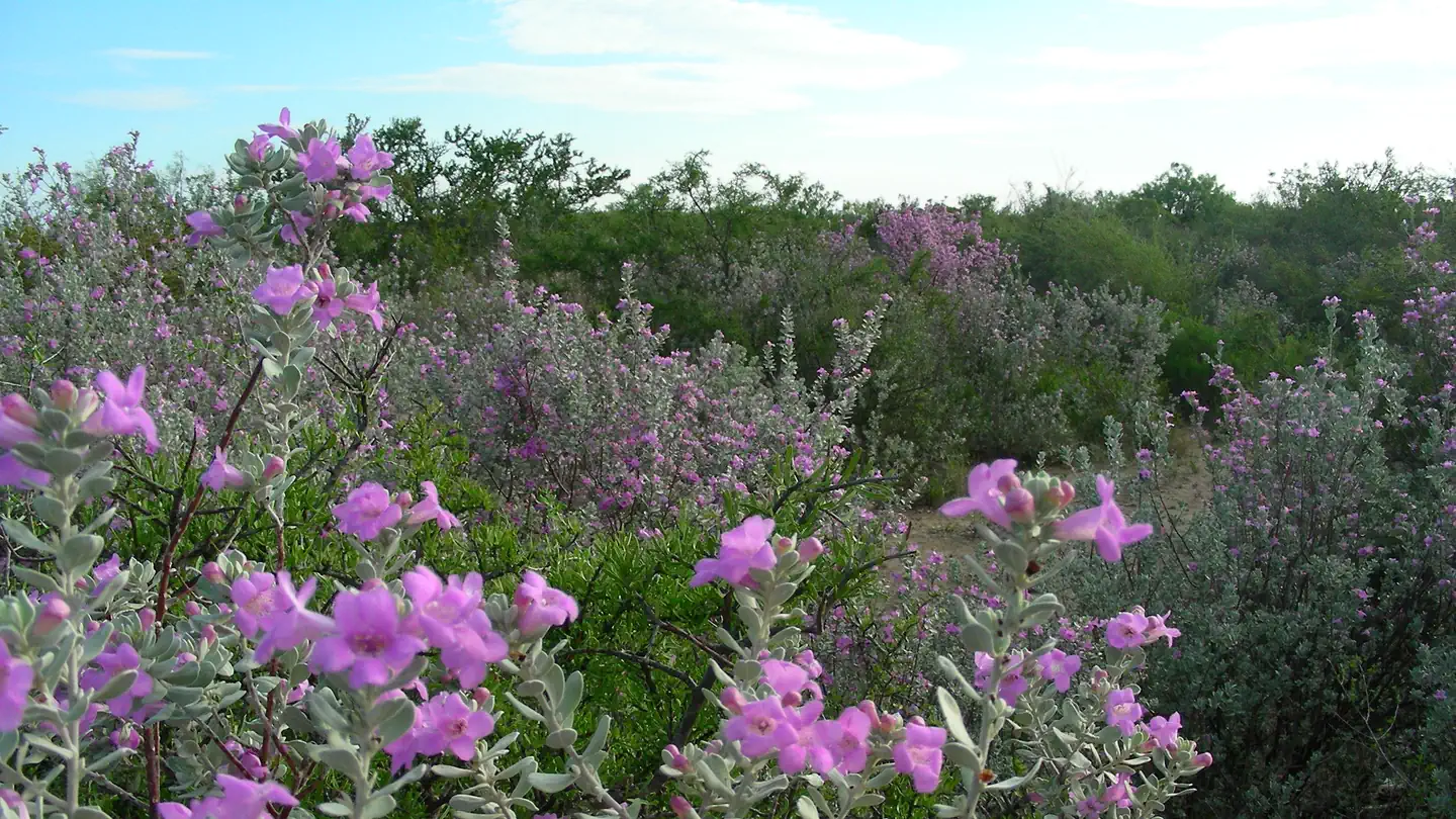 277 North Group Campground