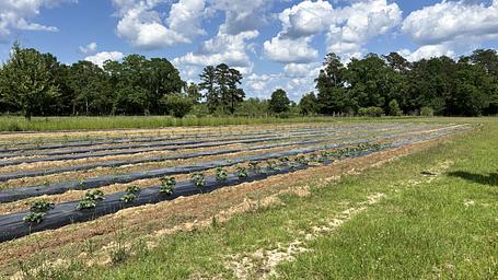 Fulmer's Farmstead