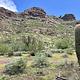 A mountain with a saguaro cactus in front.