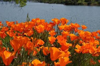Oak Shores Day Use Area (CA)