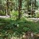 View of campsite and vegetation at Scaredman Recreation Site.
