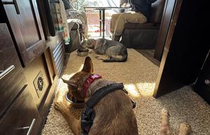 Wolfie 22RR: Toy Hauler **Delivery only**