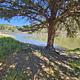 A shady western juniper along the North Fork John Day River.