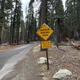 A photo of the winding road sign to Yosemite Creek Campground