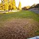 dog park