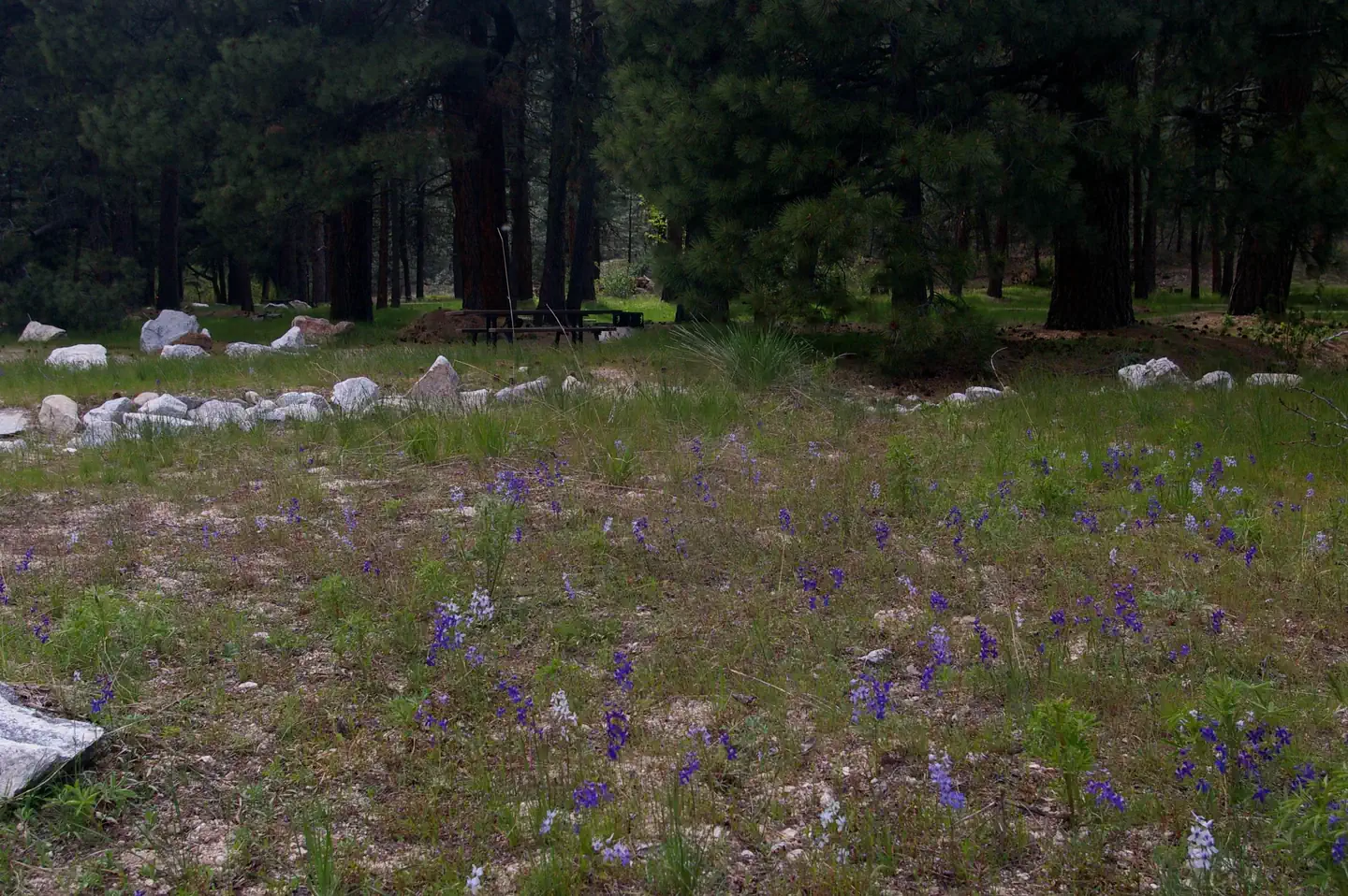 Elks Flat Campground