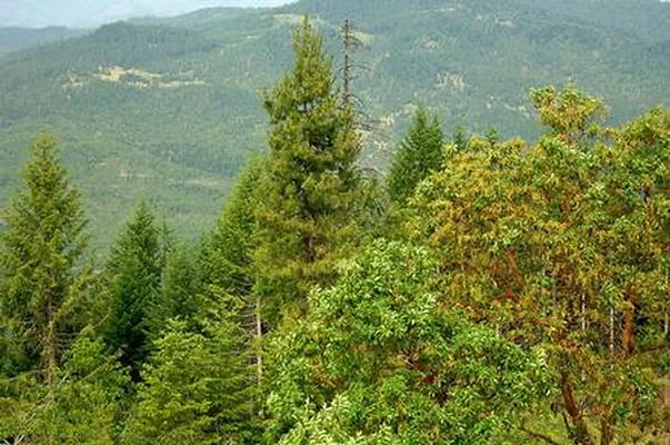 001, Loop: AREA PICKETT BUTTE LOOKOUT