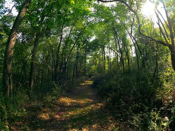 Woodland trail/path through the trees on the property — shows natural setting and opportunities for walks/hiking within the campground grounds.