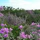 Cenizo (Leucophyllum frutescens) aka "purple sage" in bloom