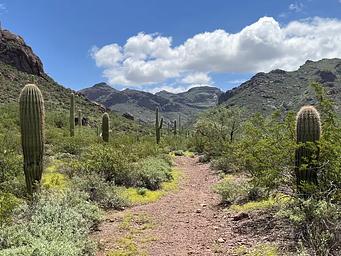A trail winds through cacti and plants into the canyon.
