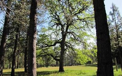 FLUMET FLAT GROUP CAMPGROUND
