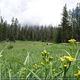 Trial Lake Campground 4