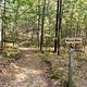 Dirt hiking trail through hardwood forest.