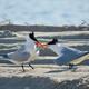 Royal Terns tussle over a tasty fish.