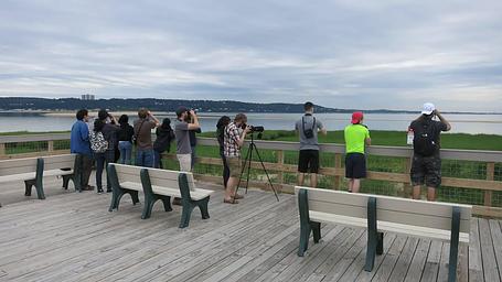 Bird watching on the bay
