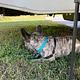 Your Home on Wheels! Furry friend approved!