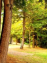Rest N' Nest Campground