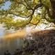 A tree with green leaves extends into a body of water.