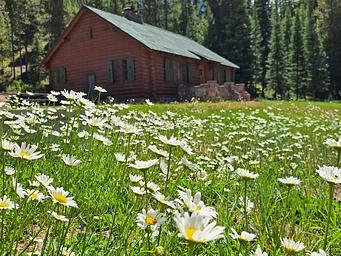 Wildflowers in Bloom
