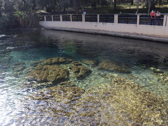 Salt Springs Recreation Area