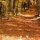 Panoramic/landscape view of a forest trail with leaf-covered ground — another distinct campsite woodlands scene from the Home page useful for scenery and trail depiction.