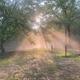 Early sunlight breaking through the tree canopy in shafts across a clearing.