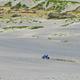 Four-wheeler accelerating across dune at Juniper Dunes OHV Area