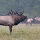 Elk