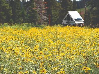 Meadow of yellow flowers and a triangle shaped camper trailer. 
