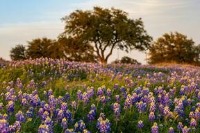 Piney Ranch RV Resort