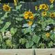 Photo of raised garden beds with sunflowers — highlights onsite landscaping/grounds features and community garden space from the park homepage (The Buzz RV Park, https://www.thebuzzrv.com/).