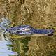 Alligator in the St Lucie Canal