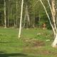 Open grassy area with disc-golf basket visible among trees — shows an on-site recreational feature (the campground’s disc golf course is described on the site).