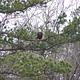 Bald Eagle at Lake Cumberland