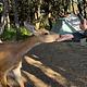 Surveyor 247BH Dog Friendly + Bunkhouse + Island