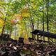 Brown leaves on the ground with wood laying around, colorful trees surrounding, and a picnic table to the right. 