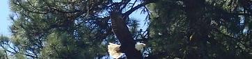Cottonwood Campground - Naches River (WA)