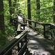 A wooden boardwalk angles through the woods along the Browns Farm Nature Trail