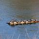 Red-eared Slider turtles sunning on a log in French Lake.