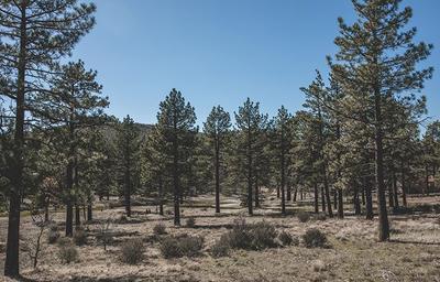 Alter Experiences (Glamping in Mt Laguna & Lake Cuyamaca)