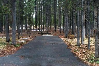 Flat paved camping spur with picnic table in shady conifer forest.