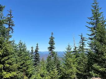 View of fir trees and distant mountain ridges, blue sky above