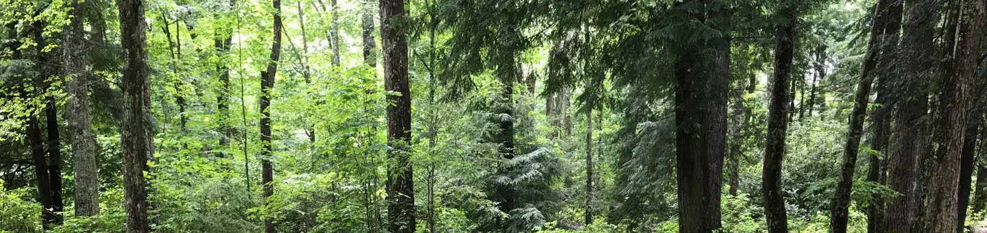 Dennis Cove Campground