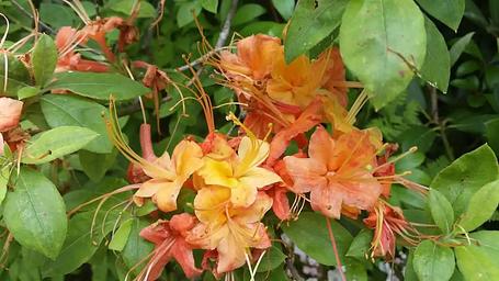 Azaleas add to the beauty of the area.