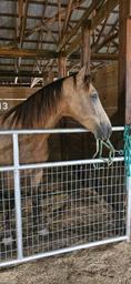 Iron Mountain Horse Camp