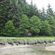 Mallard Slough Cabin surrounded by trees