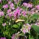 Butterfly Garden in Overlook Park