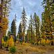 A forested area within Big Larch Campground. Western Larch trees can be seen displaying their gold needles in the fall. 