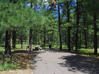 Potato Patch A26 tucked in the pines with dappled shade.