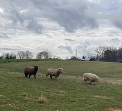 Juniper Hill Farm